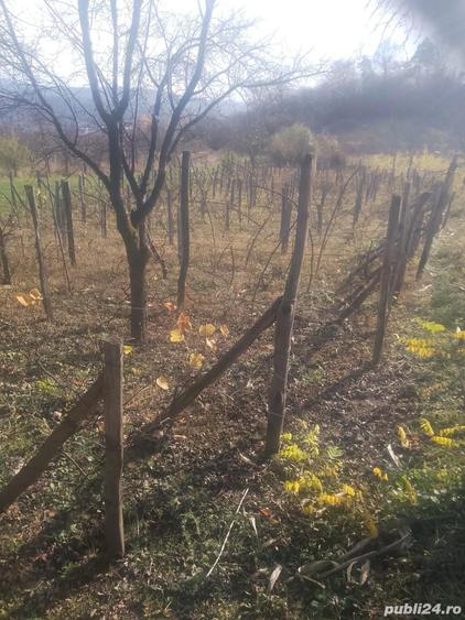 Teren de 840 mp, în Oituz