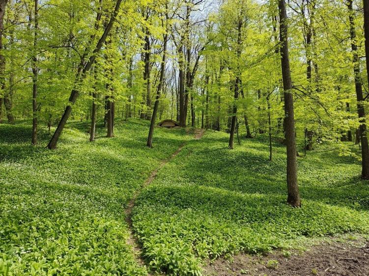 Teren extravilan de 7100 mp, în Bârnova