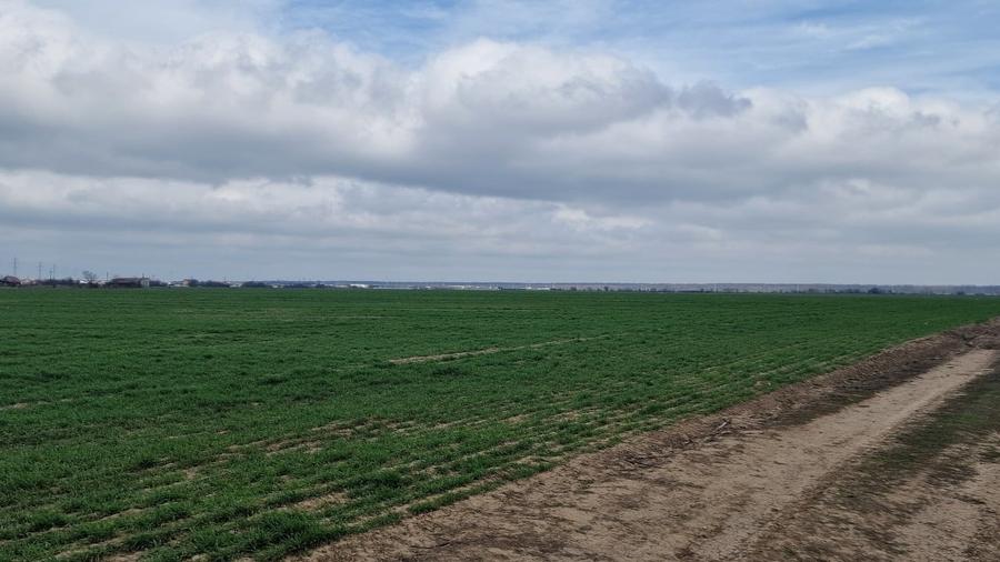 Teren Construcții intravilan de 13298 mp, în Săbăreni