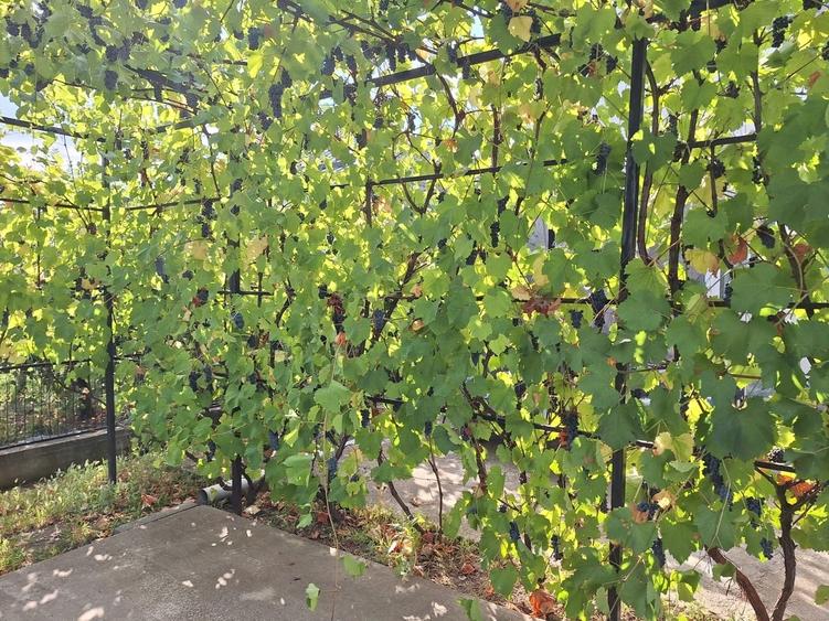 Casă cu 5 camere cu Teren 4200 Mp în Central