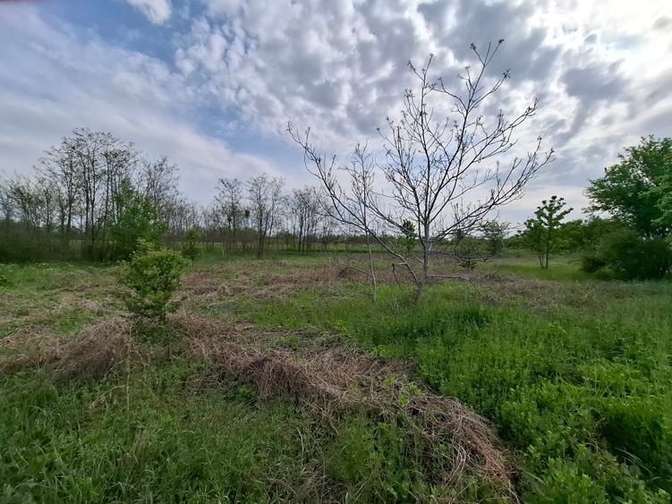 Teren Construcții intravilan de 3500 mp, în Periș