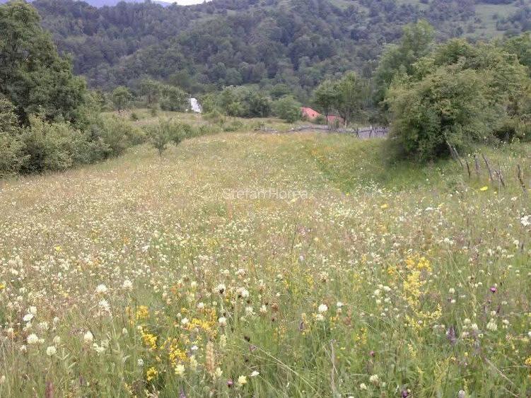 🌲 Vând Teren Extravilan Fâneață, 1522 mp – Arefu, Jud. Argeș (Zona Transfăgărăș