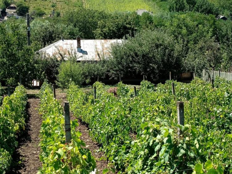 Casă individuală cu 5 camere cu Teren 3116 Mp în Valea lui Darie