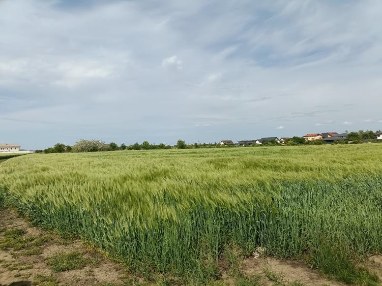 Teren Construcții intravilan de 8236 mp, în Corbeanca