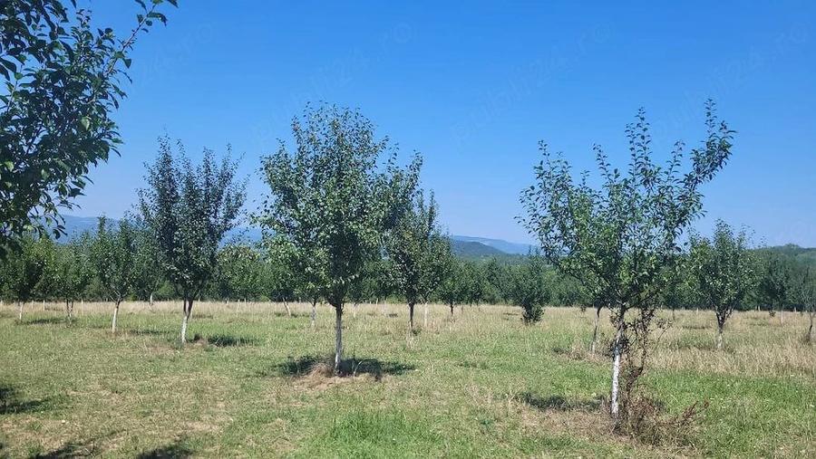 Teren în Prigor