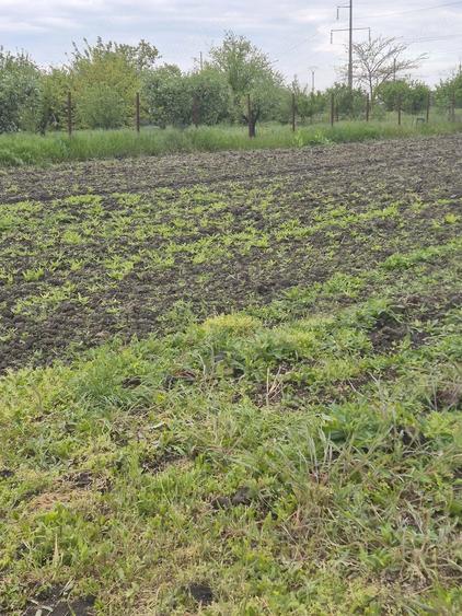Teren de 2500 mp, în Nord