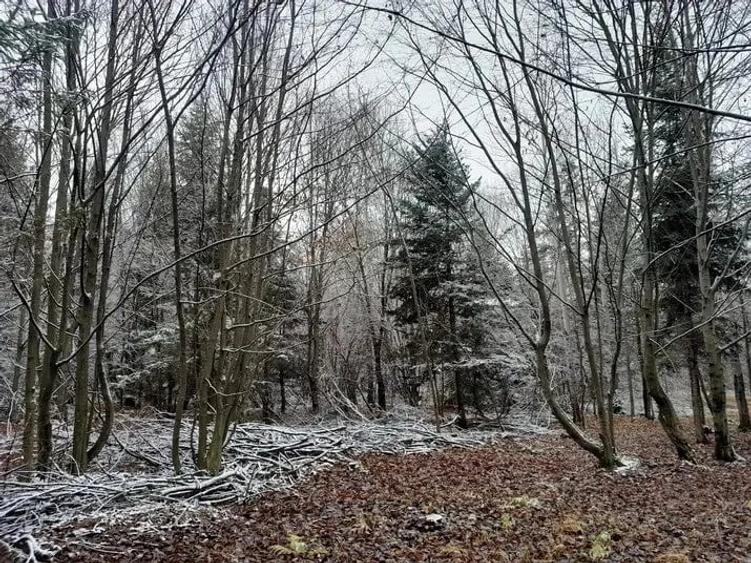 Vand teren cu padure 61 ari zona Parte?tii de sus suceava Sus jud Suceava Sus jud Suceava - 2