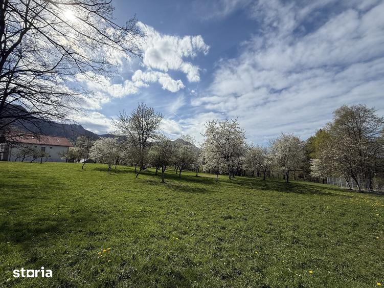 Teren de 1355 mp, în Tohănița