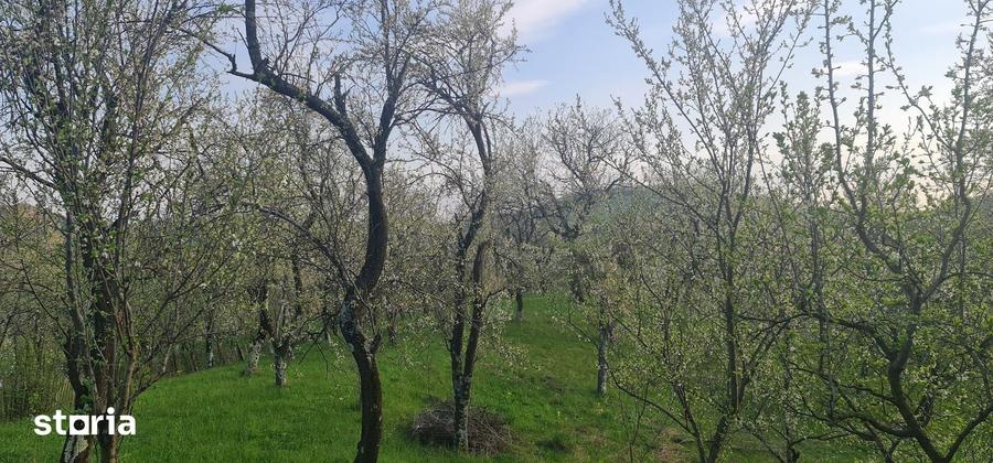 Teren de 3600 mp, în Șotrile