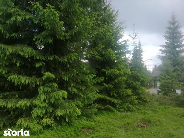 Teren de 1300 mp, în Beliș