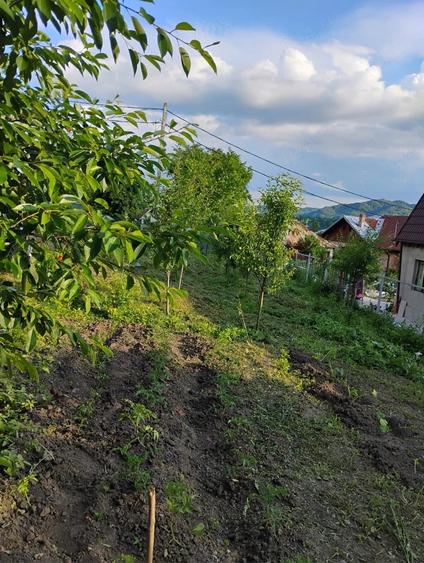 Teren de 535 mp, în Central