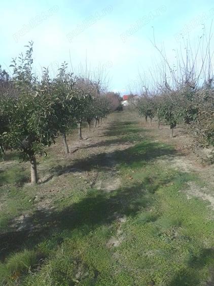 Teren de 4700 mp, în Gologanu
