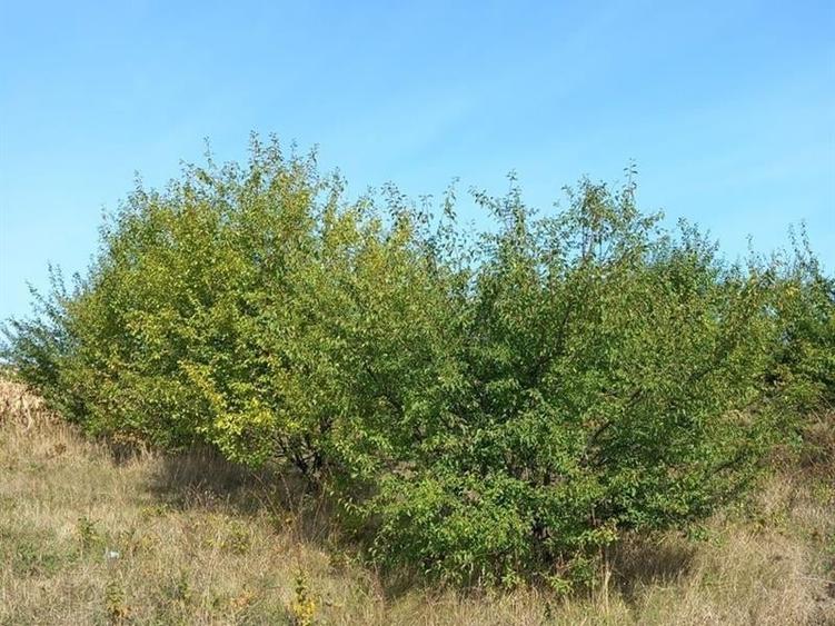 Teren Construcții extravilan de 4000 mp, în Rădășeni