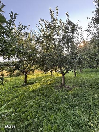 Teren de 5000 mp, în Boteni