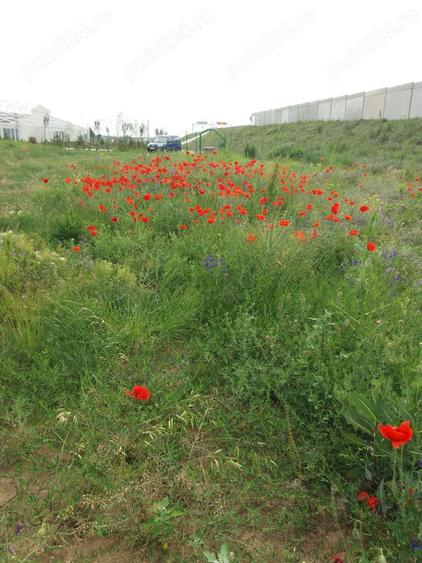 Teren de 3000 mp, în Milcov