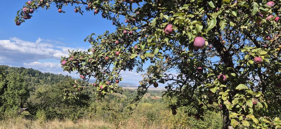 Teren agricol intravilan de 7805 mp, în Sohodol