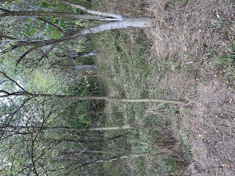 Casă cu Teren 1650 Mp în Chesău