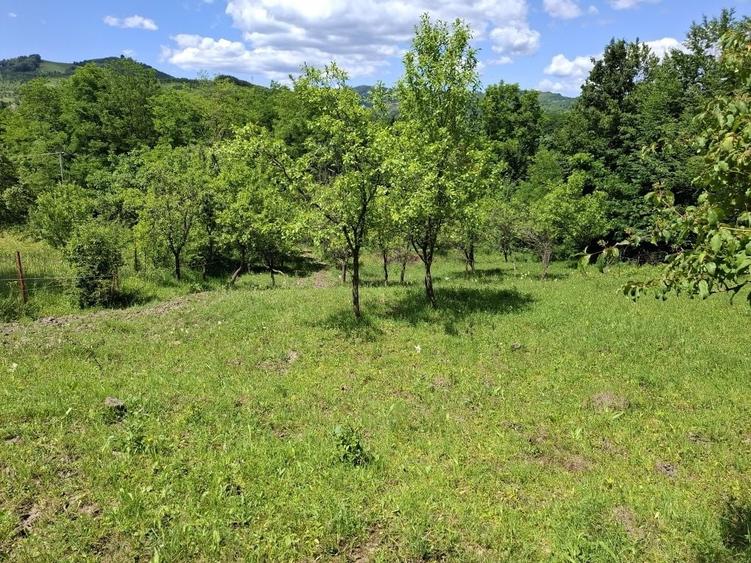 Oferim spre vanzare teren de 5000 m.Dintre acestia 1000 m este intravilan perfect pentru casa ta de vis sau o cabana de weekend . - 3