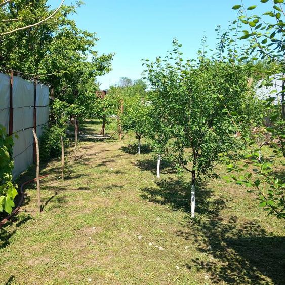 Casa P+1, individuala, curte generoasa, 50 km Bucuresti - 4