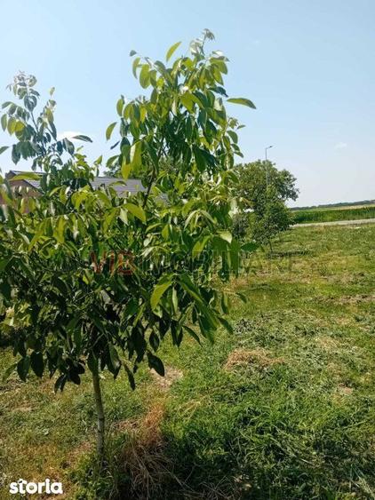 Teren intravilan 16.000 mp | Livada mixta | Front stradal 85 ml | Util - 6