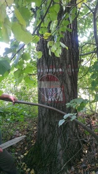 Teren agricol extravilan de 100.90000152588 mp, în Dărmănești