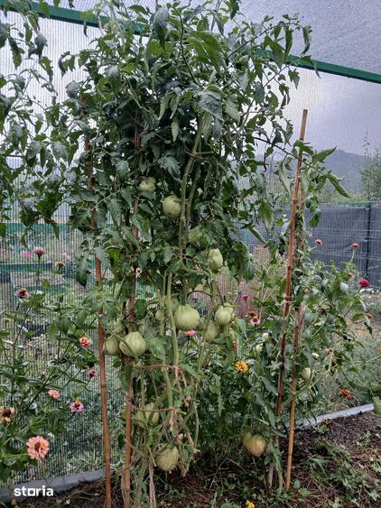 Casă cu 5 camere cu Teren 1500 Mp în Drajna