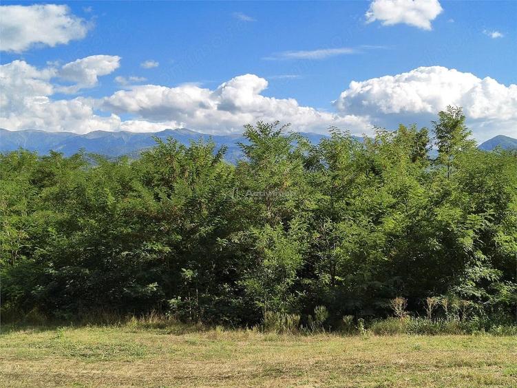 Teren de 2500 mp, în Colonia Tălmaciu