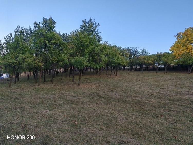 Teren intravilan de 7635 mp, în Baciu
