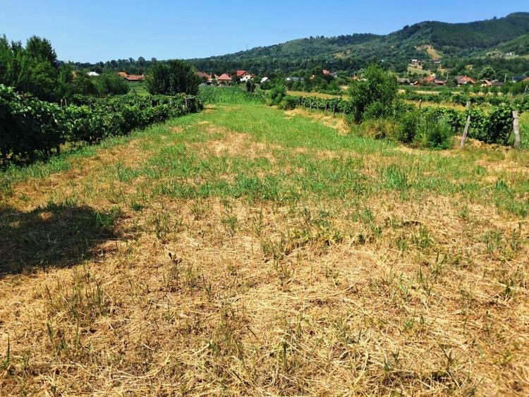 Teren Construcții intravilan de 1300 mp, în Polovragi