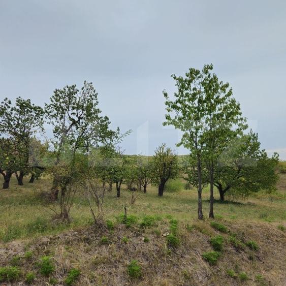Teren Construcții intravilan de 17524 mp, în Viforâta