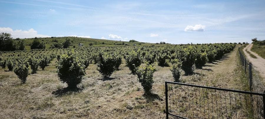 Teren de 29000 mp, în Cozla