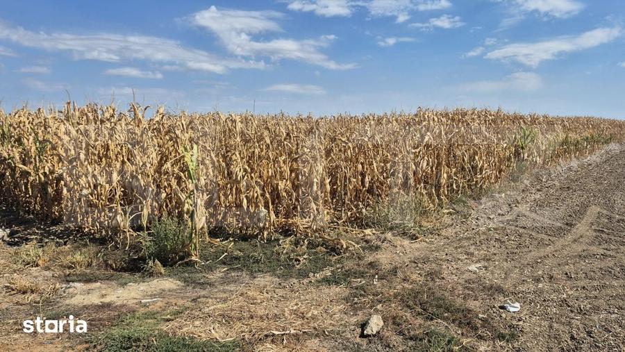Teren extravilan de vanzare, 19.700 mp, pe centura Botizului - 3