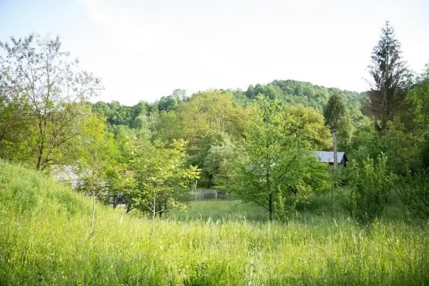 Teren intravilan de 5500 mp, în Provița de Sus