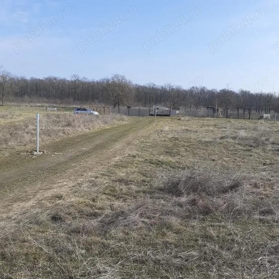 Vand teren intravilan 440mp padure Vladimirescu - 5