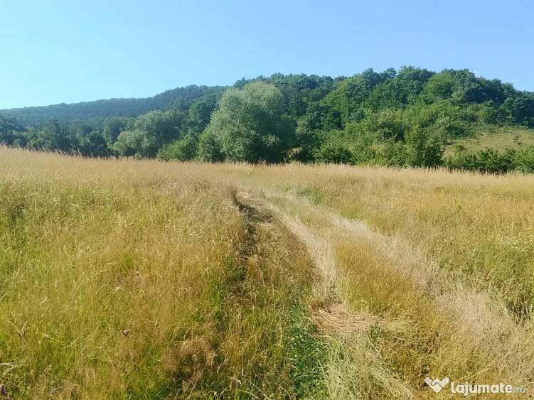 teren extravilan Luna de Sus Cluj Floresti - 7