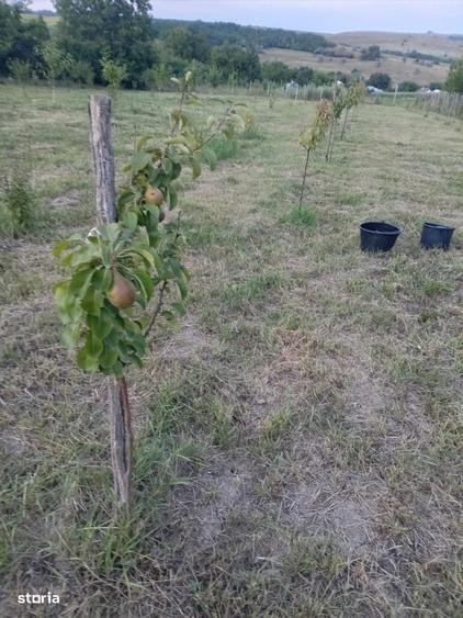 Casă cu 4 camere cu Teren 1000 Mp în Brăești