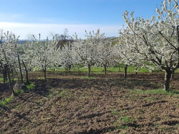 Casă cu 3 camere cu Teren 3000 Mp în Deleni