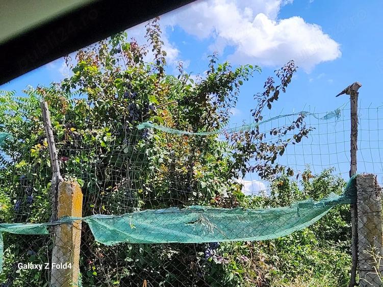 Casă cu Teren 2894 Mp în Segarcea-Vale