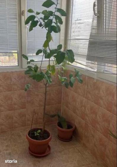 Apartament cu 3 camere - 2