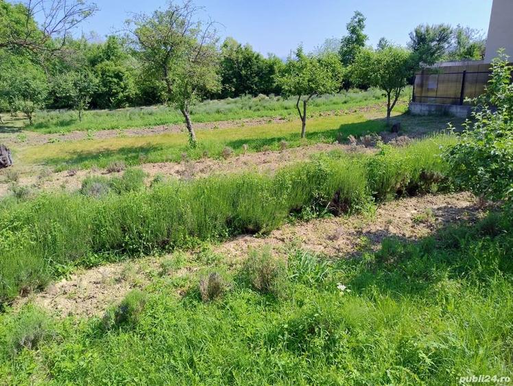Teren de 870 mp, în Central