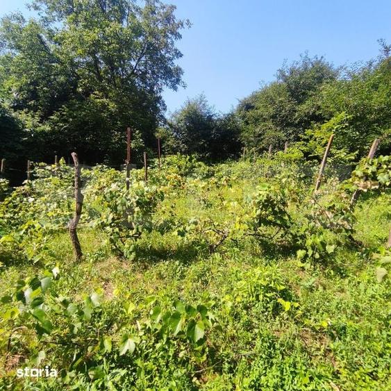 Teren de 2889 mp, în Nicolina