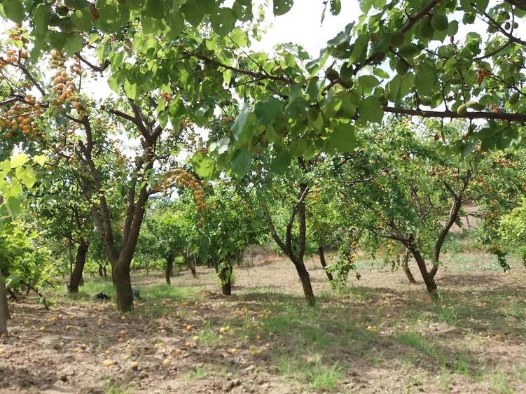 Teren de 3200 mp, în Somova