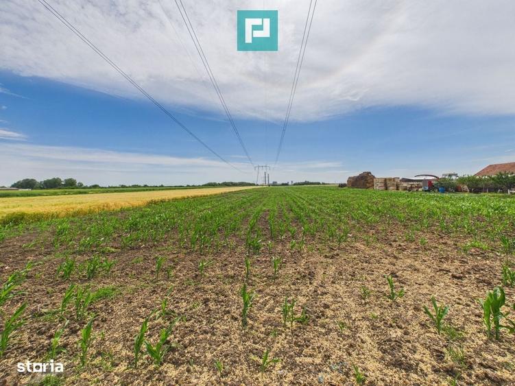 Teren extravilan in suprafata de 10.000 mp, Arad - 8