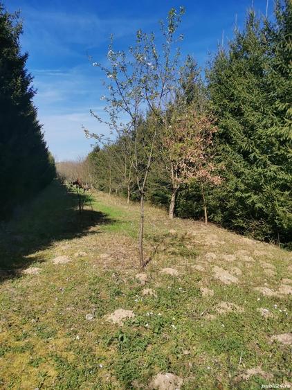 Teren de 15000 mp, în Central