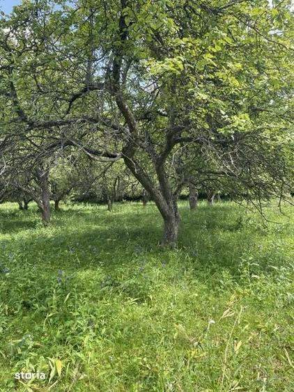 Teren de 27000 mp, în Moldovenești