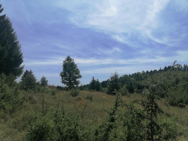 Teren Construcții extravilan de 5000 mp, în Scărișoara