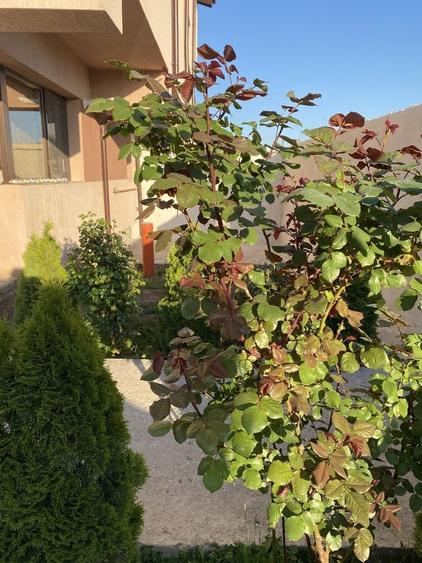 Casă cu 4 camere în Jilava