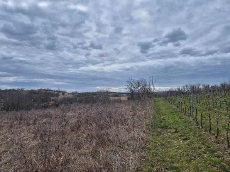 Teren agricol extravilan de 11400 mp, în Iabalcea