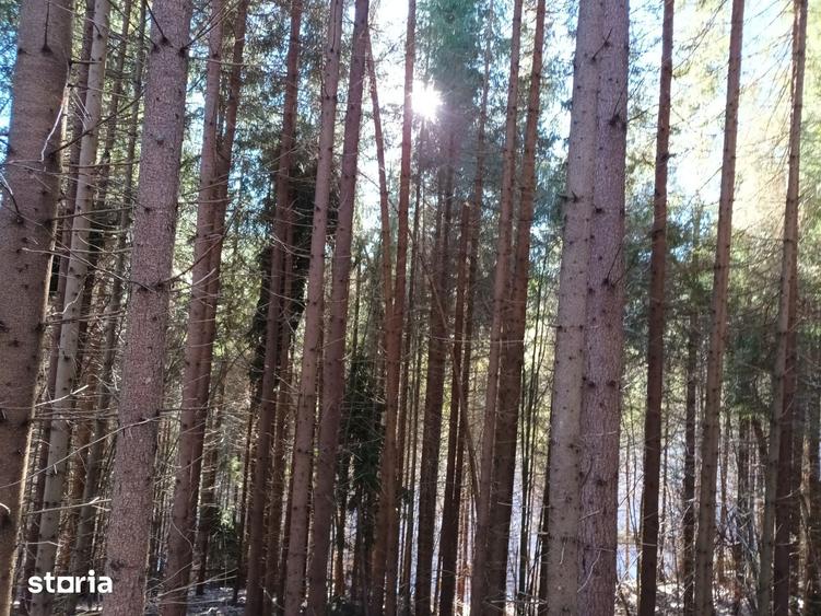 Teren de 20000 mp, în Ciuruleasa