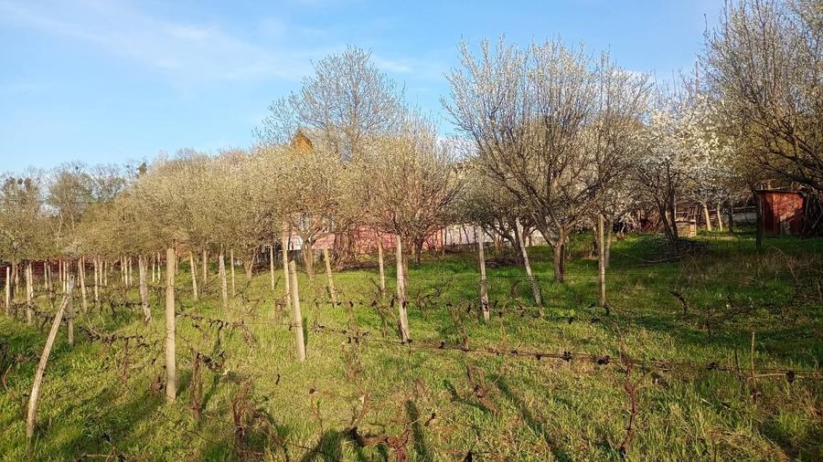 Casă individuală cu 3 camere cu Teren 2000 Mp în Bârnova